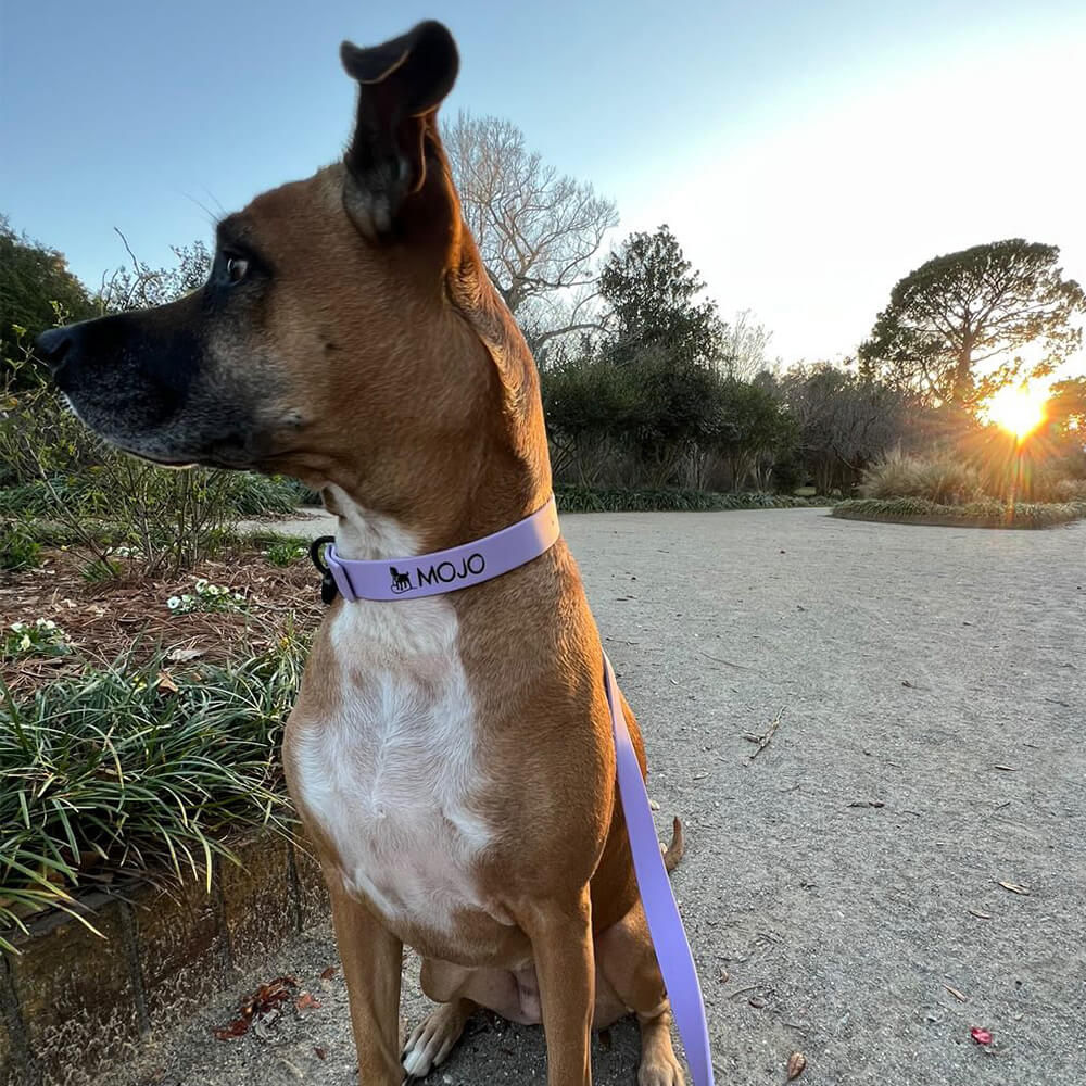 Mojo lavender waterproof dog leash and collar